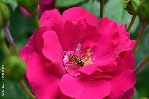 Schwebefliege auf Blüte © Falko