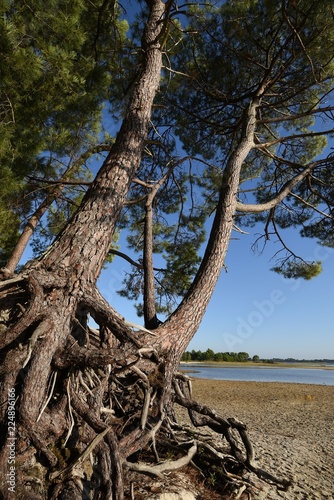 racines de pins