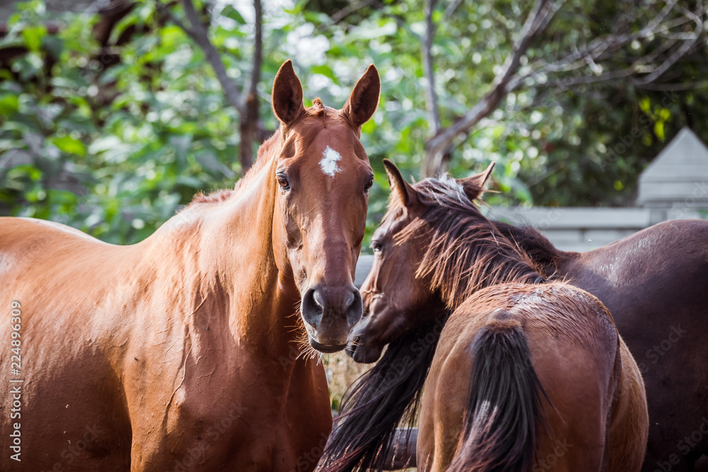 Fototapeta premium Portrait of a beautiful red horse
