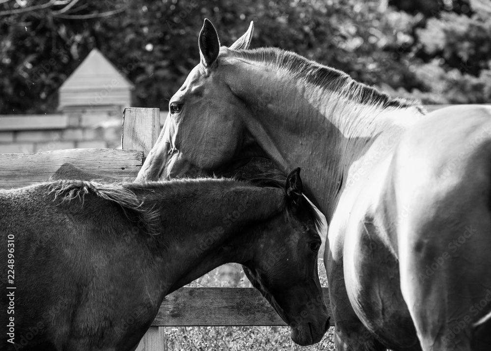 Obraz premium Black and white photo of a mare with a foal