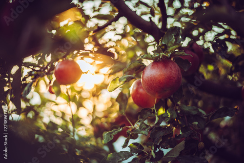 Bio apples on the trees in the orchard at sunset time, Hungary