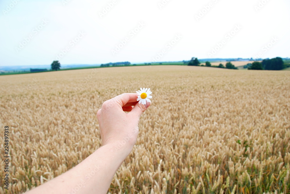 A hand holding one little daisy flower with wheat field in the background