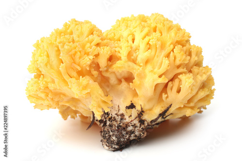 Ramaria flava photo