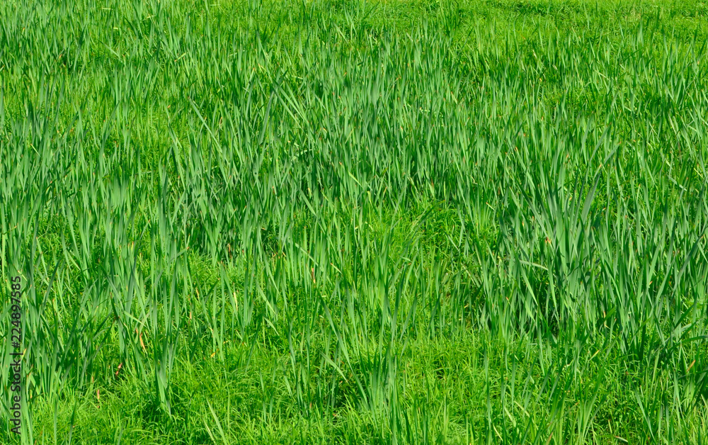 Green grass, background texture. Green grass, background texture.