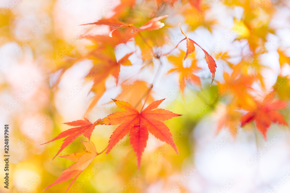 20171125_8580_光ヶ丘公園