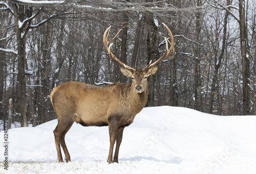 Red deer with large antlers standing in the winter snow in Canada