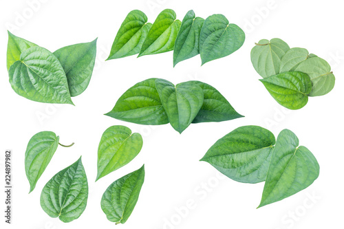 Green betel leaf isolated on the gray background with clipping path. © bumbumbo