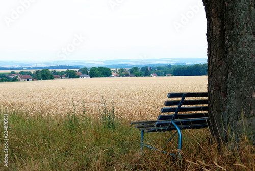 A bench by tree trunk with view of wheat field
