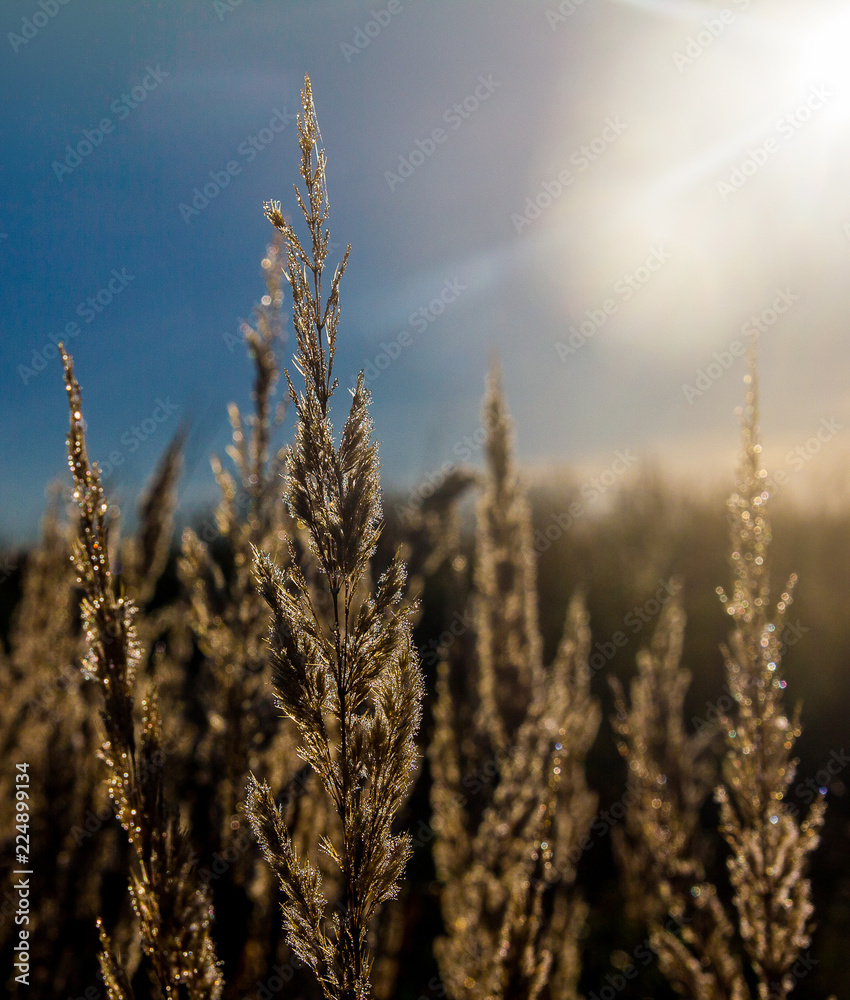 Fototapeta premium Dry stems of yellowed cereals with dew drops