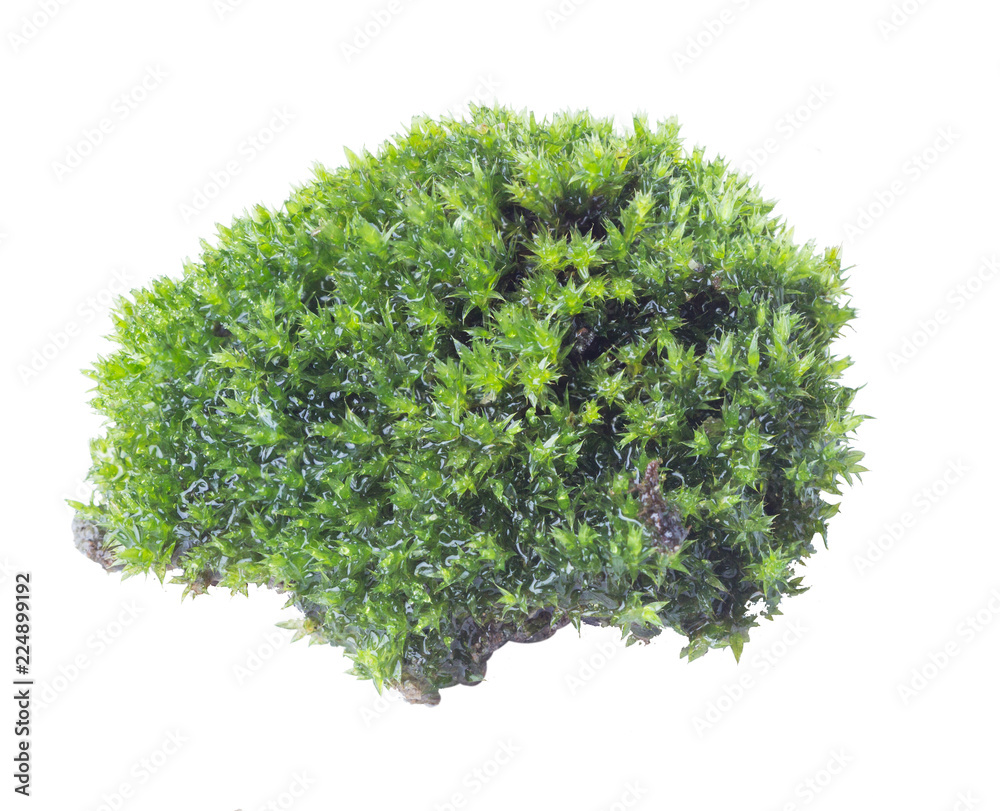 Fototapeta premium Green moss isolated on white background close up