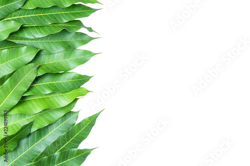 Green leaves of mango isolated on gray background, clipping path..