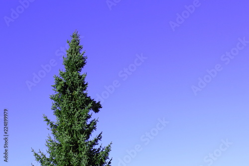 blue spruce  Picea pungens  against the blue sky with copy space