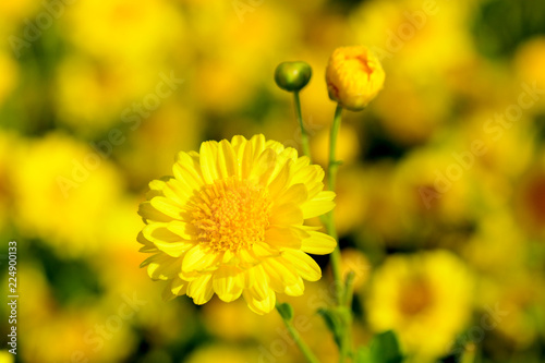 Fototapeta Naklejka Na Ścianę i Meble -  Chrysanthemum indicum Linn flowers.