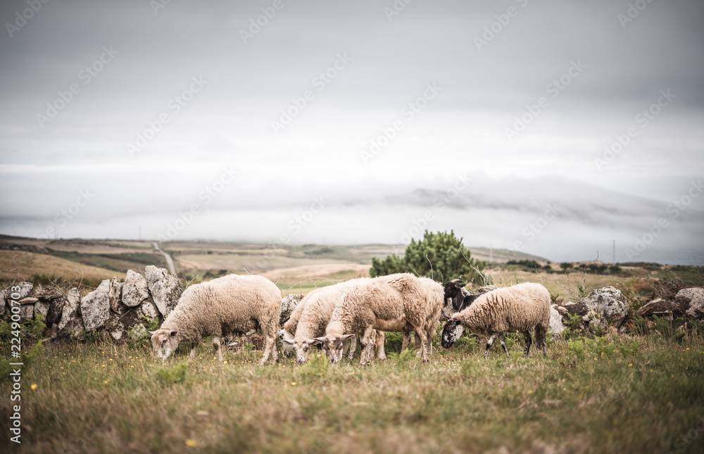 Sheep in spain on natural neutral succlucent grass Sheep in spain on natural neutral succlucent grass