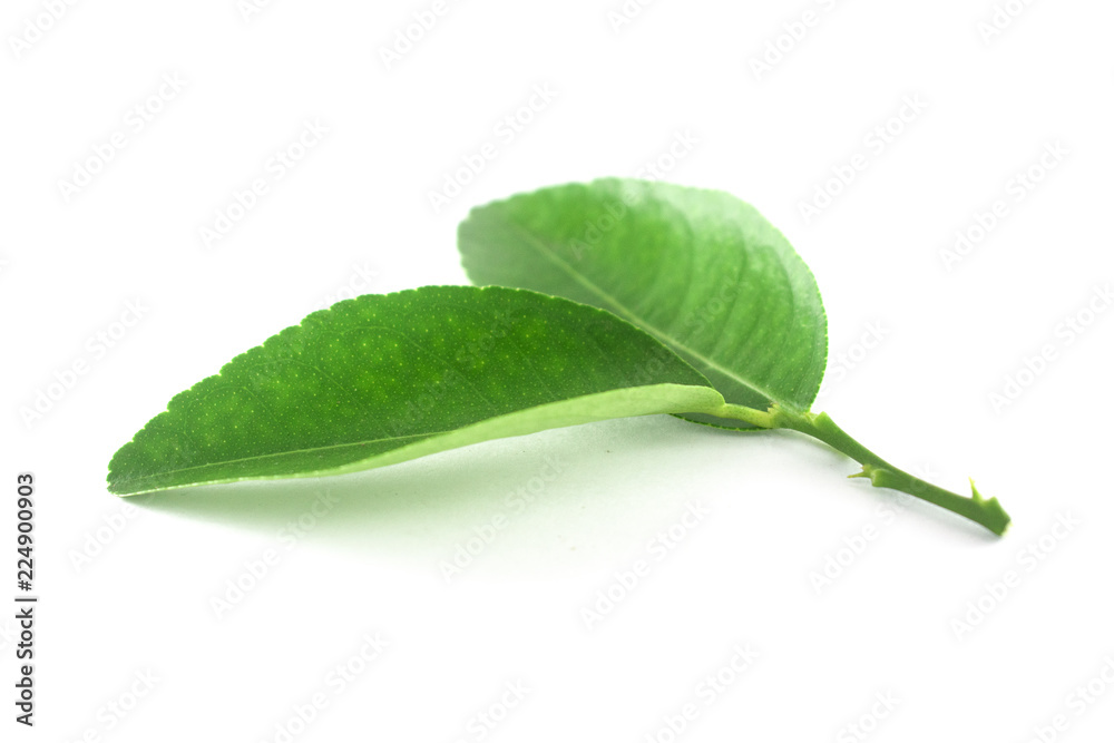 Fototapeta premium Isolated leaves on the white background. it is Beauty.
