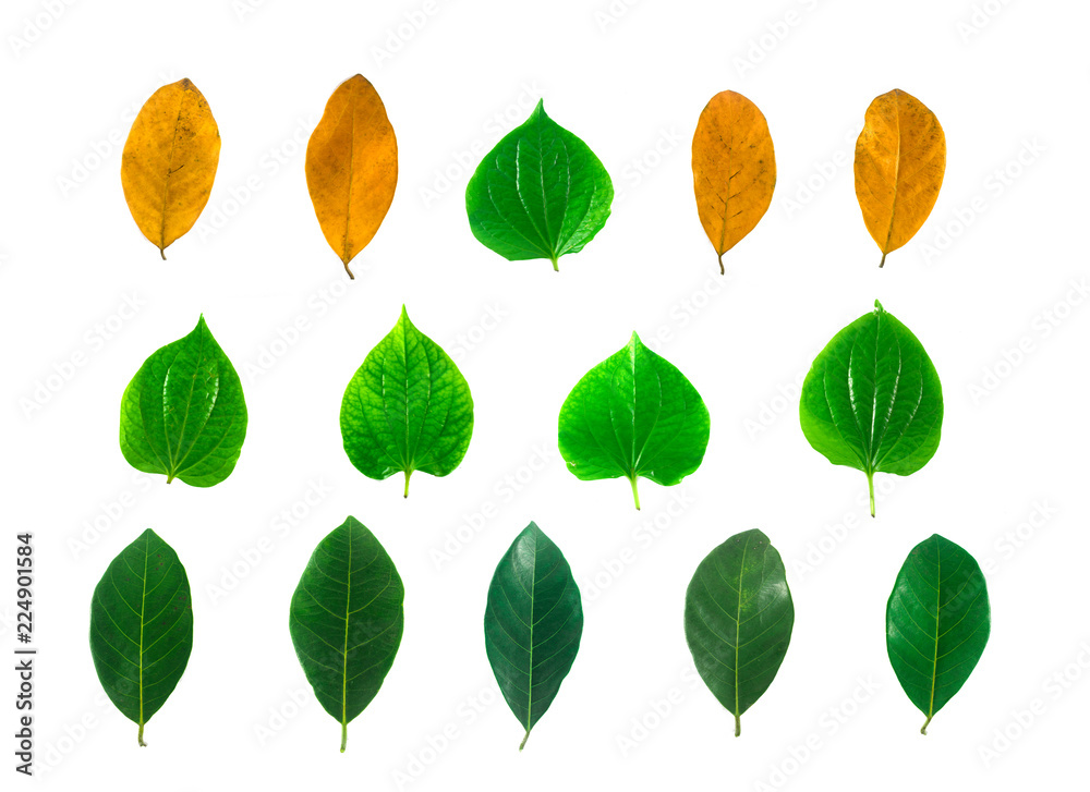 Isolated leaves on the white background. it is Beauty. Isolated leaves on the white background. it is Beauty.