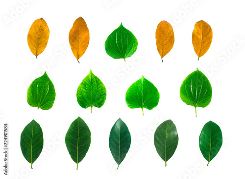 Isolated leaves on the white background. it is Beauty.