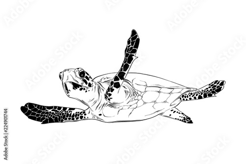 Vector engraved style illustration for posters, decoration and print. Hand drawn sketch of turtle in black isolated on white background. Detailed vintage etching style drawing.