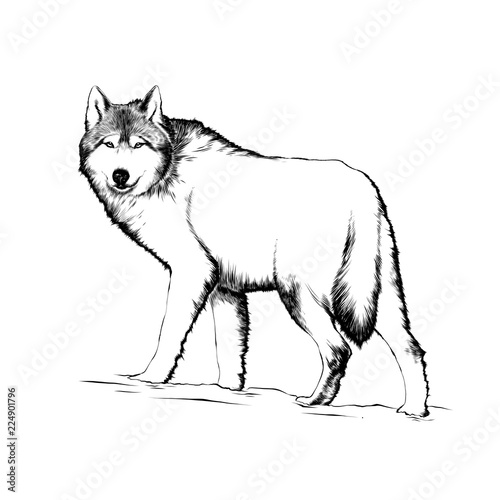 Vector engraved style illustration for posters, decoration and print. Hand drawn sketch of wolf in black isolated on white background. Detailed vintage etching style drawing.