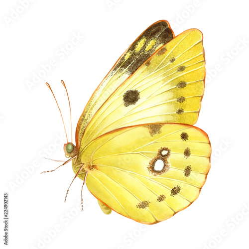 Canvas Print Watercolor clouded yellow butterfly