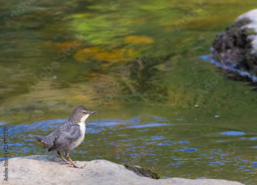 Dipper Feeding 