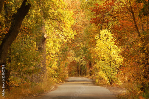 Autumn forest road © Unkas Photo