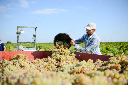 Photos handsome man farmer in the vine, harvesting grapes during wine harvest season in