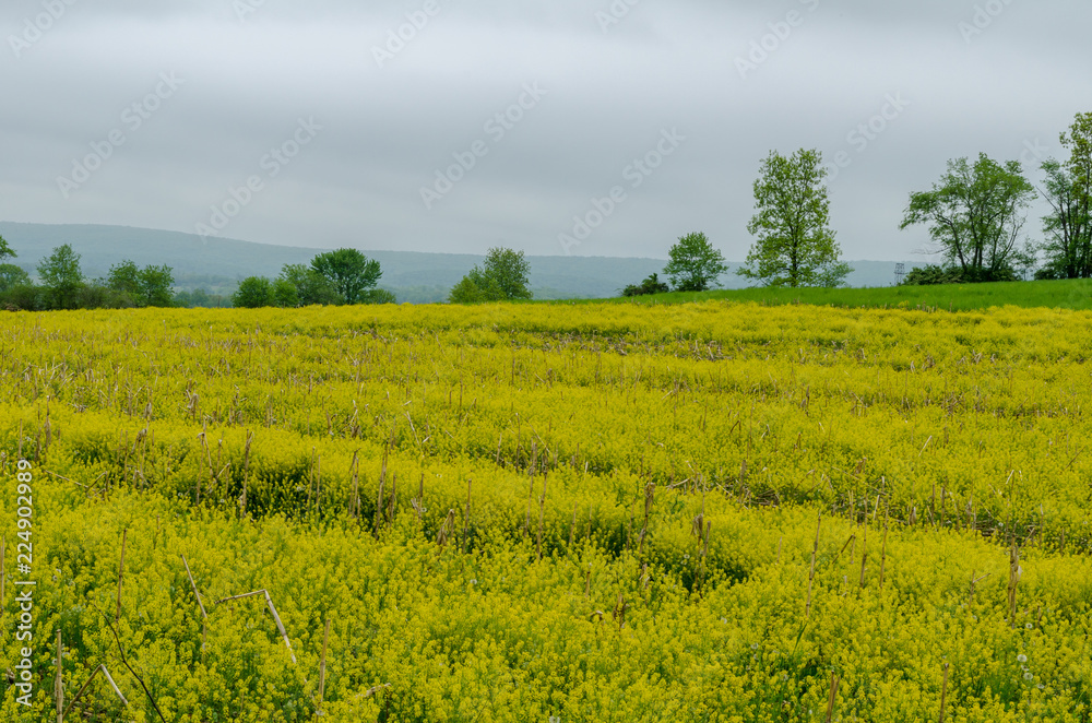 Mustard weed in farm field