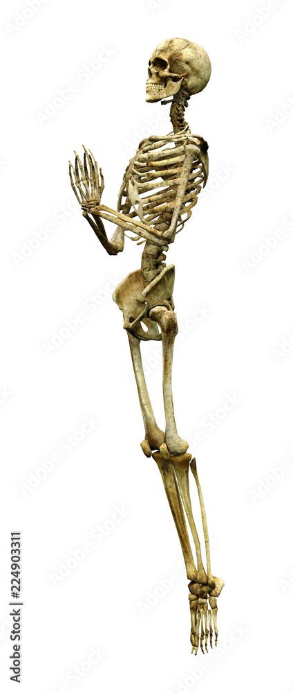 3D Rendering Human Skeleton on White 3D Rendering Human Skeleton on White