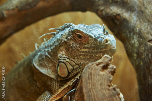 A beautiful young iguana sits on a log
