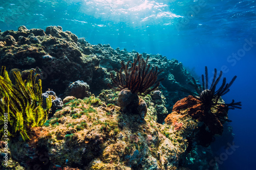 Fototapeta Naklejka Na Ścianę i Meble -  Exotic underwater world with corals and fish in tropics