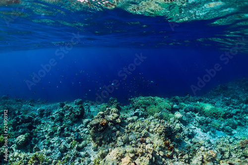 Tropical underwater world with corals and school of fish. Blue ocean in tropics