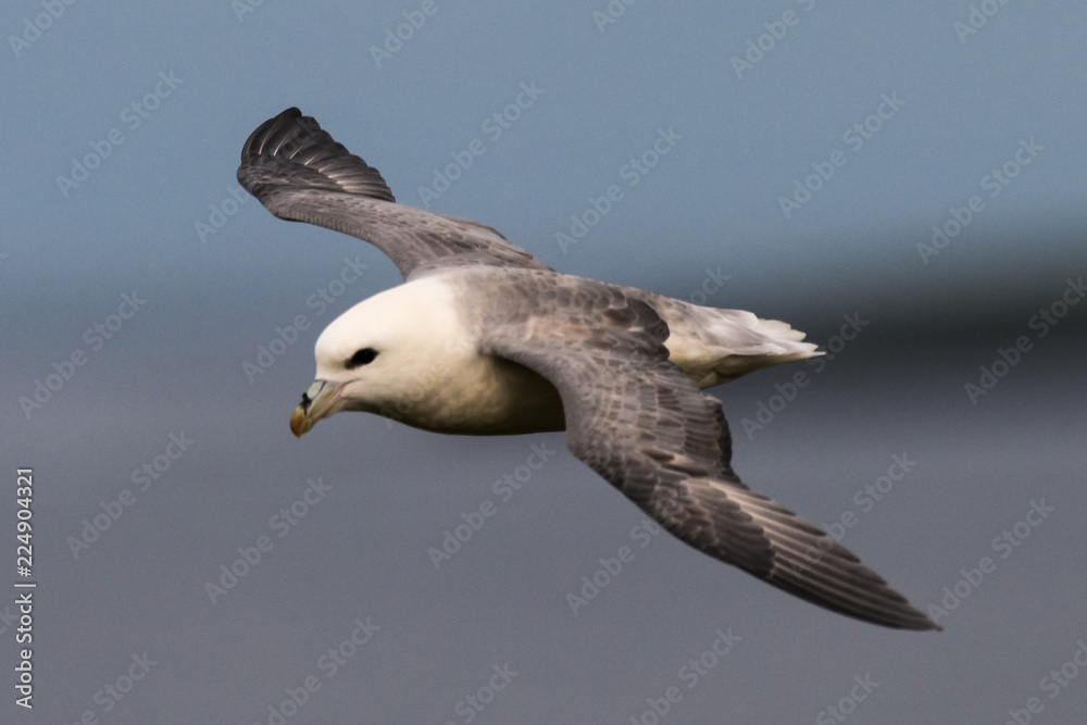northern fulmar Fulmarus glacialis in Scotland, Great Britain