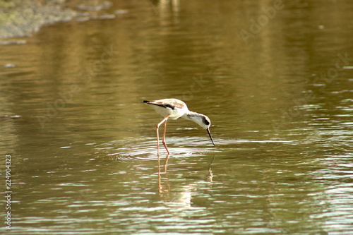Young Heron in lake in wildlife reserve