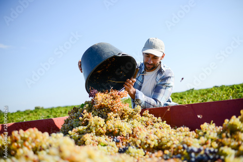 handsome man farmer in the vine, harvesting grapes during wine harvest season in vineyard photo