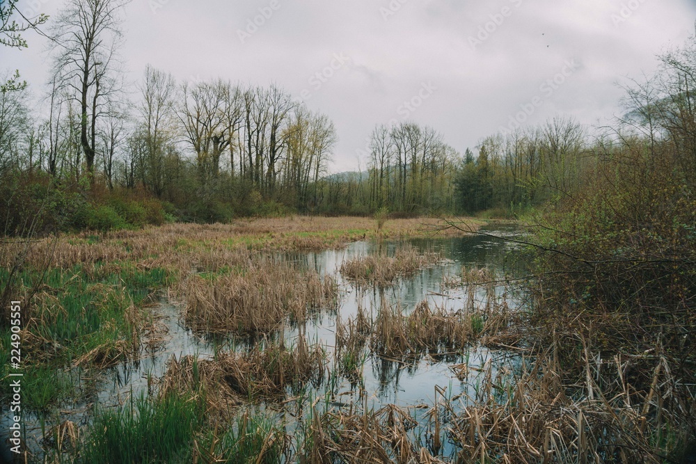 lake in the forest