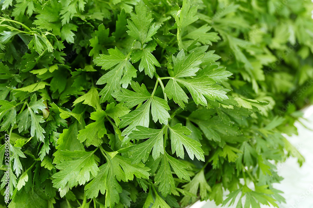 a bunch of parsley, fresh green parsley,
a bunch of parsley, fresh green parsley,