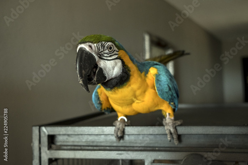 yellow and blue parrot leaning on cage