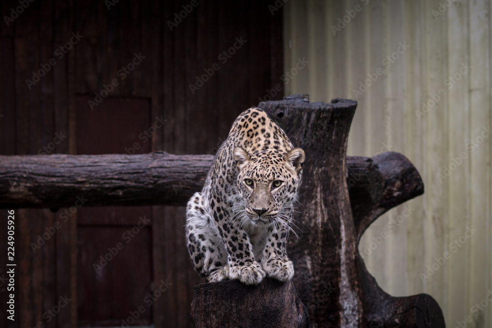 leopard sitting on trunk in zoo