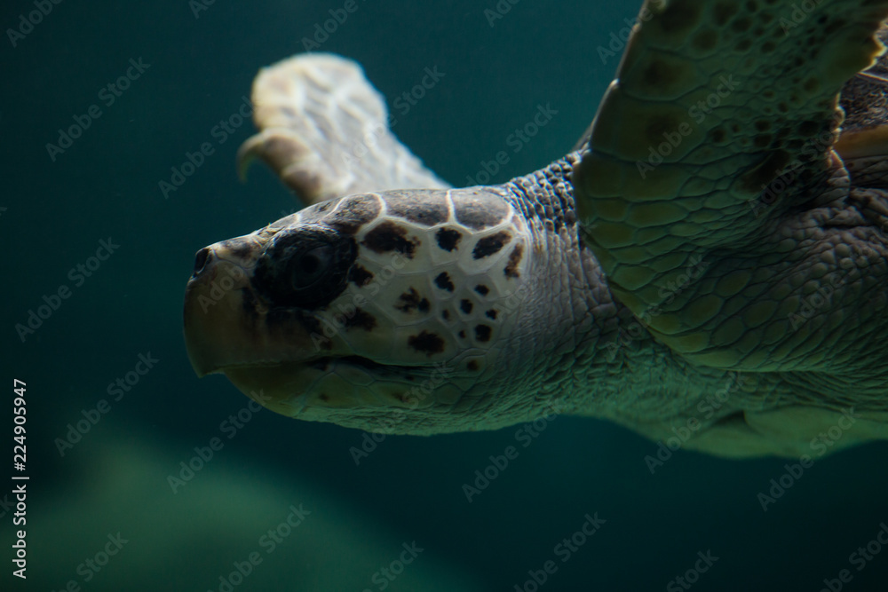 turtle swimming at the bottom of the sea