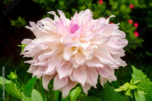 Fototapeta Naklejka Na Ścianę i Meble -  Pink Dahlia Flower