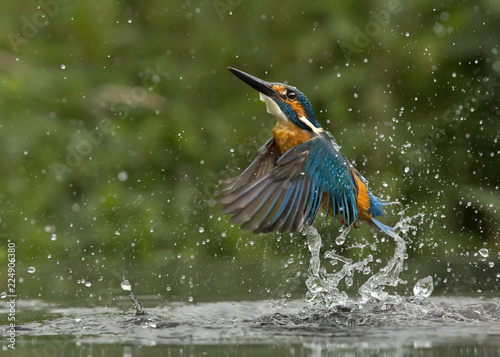 Kingfisher © Gareth