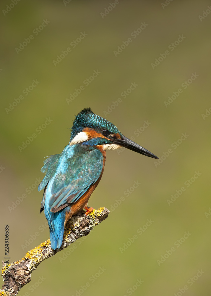 Kingfisher Kingfisher
