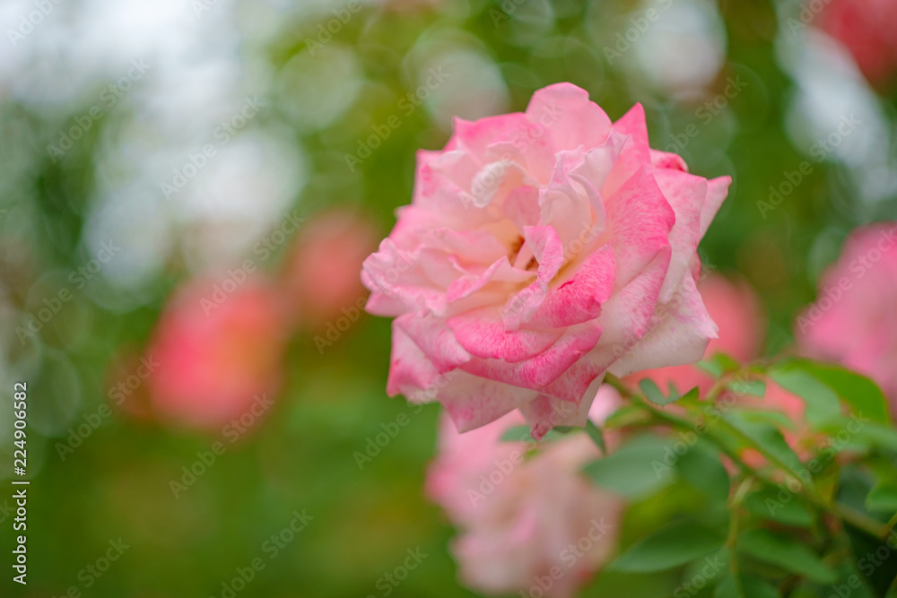 Pink Grandiflora Rose