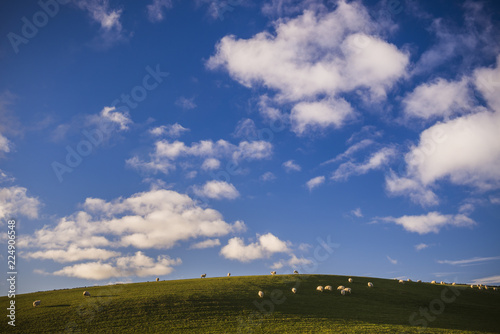 Sheep on farmland in North Wales, Wales photo