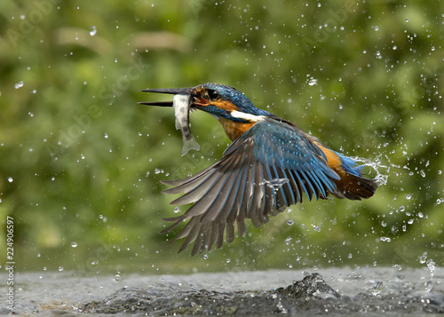 Kingfisher © Gareth