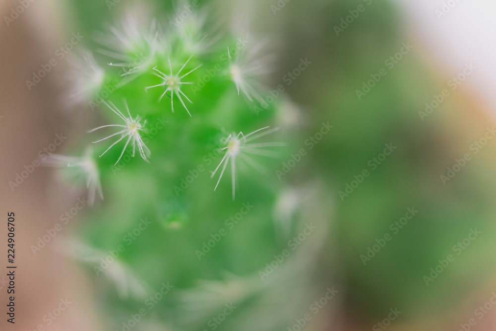 Fototapeta premium Close up photograph of a cactus on a white background.