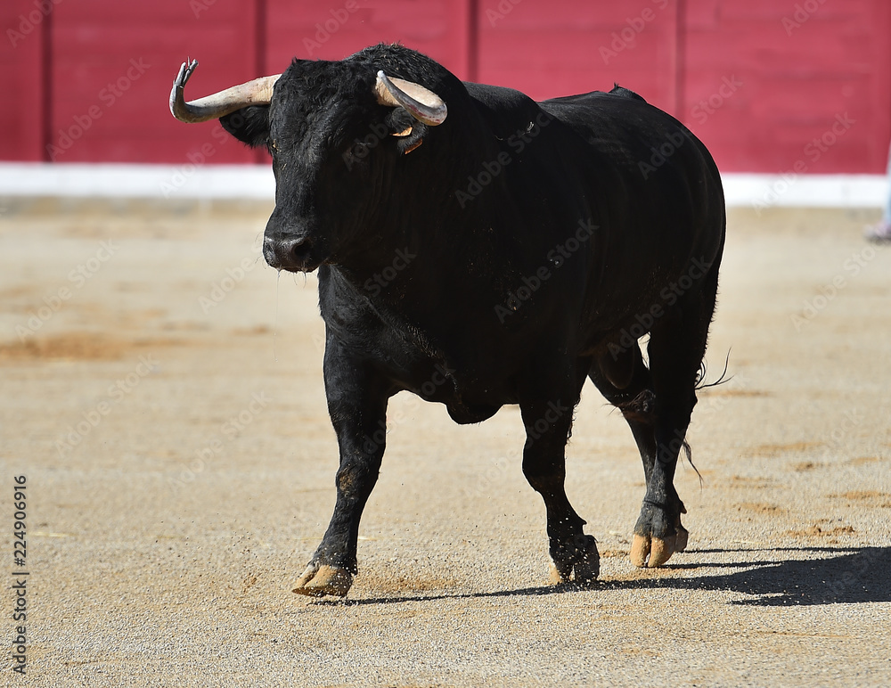 bull in spain running in bullring bull in spain running in bullring