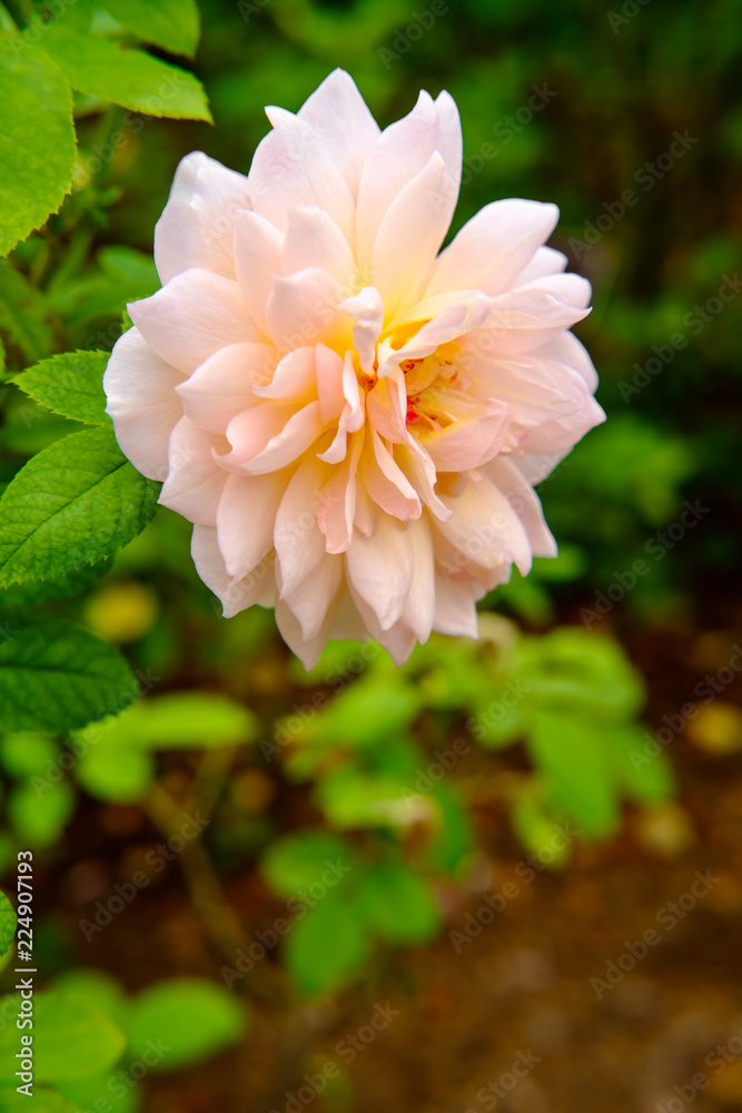 Obraz premium Pink Shrub Rose