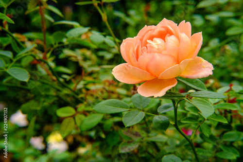 Orange Shrub Rose